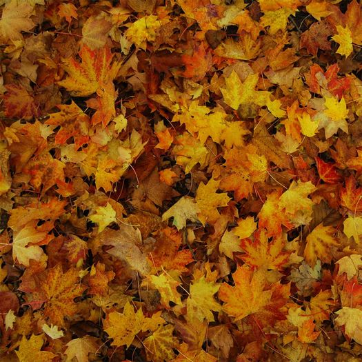 Autumn Leaves Pattern Ceiling Tile